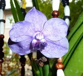 PVanda_Blüte.webp