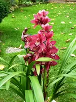 PCymbidium_1.webp