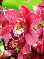PCymbidium_Blüte.webp