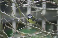 Vogel 1.webp
