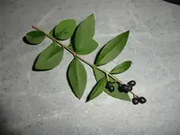 CIMG3075 (Small).webp
