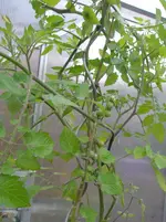 P1010024.webp