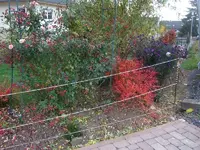 rose+astern.webp