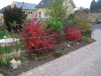 wall.webp