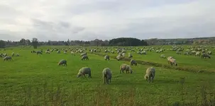die ganze Herde Scharzkopf- und Bergschafe.webp