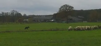 ein Deutscher Schäferhund bei der Arbeit.webp