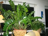 Zami 004.webp