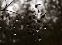 Herbsttau.webp