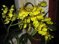 IMG_1316.webp