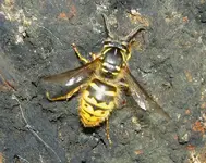 Fruehling 2008 290v.webp