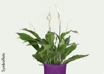 spatiphyllum_330x237_1690046a62_corner_t_0c6997ffef.webp