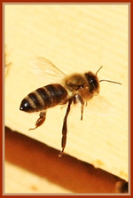 Bienen 06.09 (6).webp