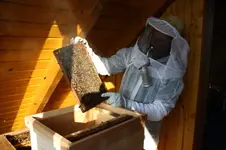 Wabenkontrolle (3) [800x600].webp