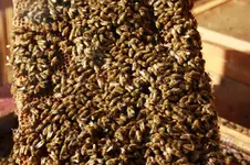 Bienenwabe voll! [800x600].webp