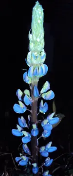 DSC00727 - 2010-11-06 - Lupine.webp