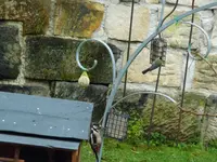 Meise1.webp