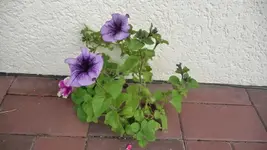 K640_7.11 006.webp