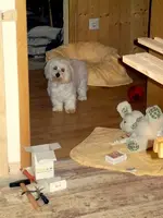 SDC12602.webp