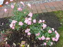 P1030566.webp
