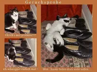 Geruchsprobe v.webp
