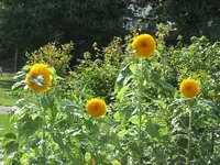 7285.webp