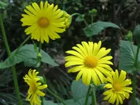 21620.webp