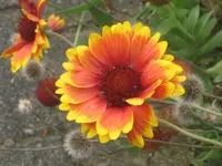 bluemchen.webp