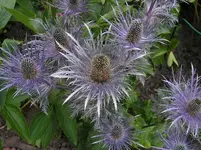 Edeldistel blau.webp