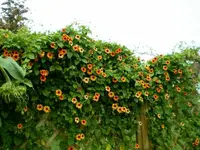 34944.webp 34944.webp