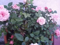 34947.webp