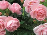 35956.jpg