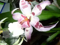 Kopie von P1010034.webp
