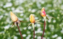 Caramella nach erstem Frost.webp