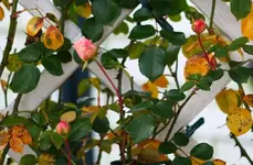 PL nach erstem Frost.webp