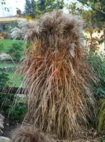 Gras im Langbeet.webp