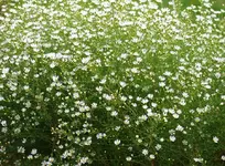 Myrten-Aster in voller Blüte.webp
