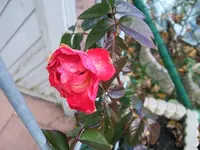 DSCF4426.webp