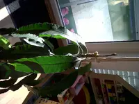 IMG00012-20101109-1320.webp
