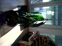 IMG00013-20101109-1321.webp