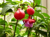 PFuchsie.webp