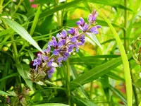 PLilaUnbekannte.webp