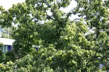 IMG_2425.webp