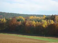 Herbstwald.webp