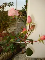 new dawn.webp