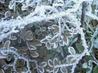 Winter 2009 492v.webp