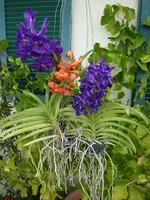 Wandas 2.webp