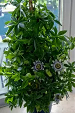 Passiflora-StrauchWeb.webp