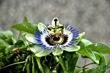 Passiflora-Blüte-2Web.webp