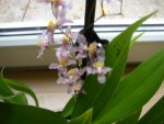 orchidee (1).JPG