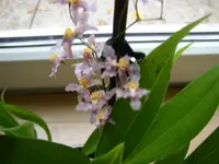 orchidee (1).webp